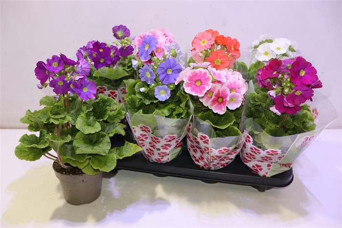 <h4>Prim Ob Sweetk A Gem</h4>