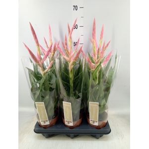 Tillandsia  'Dolce'