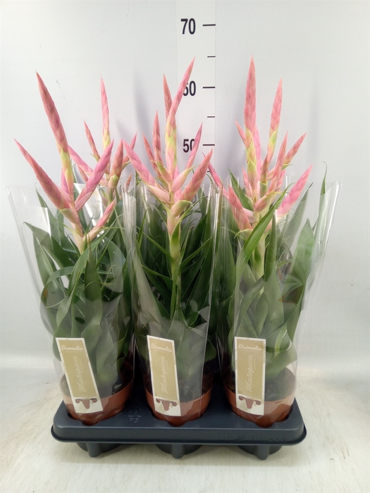 <h4>Tillandsia  'Dolce'</h4>