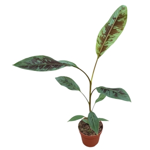 Musa