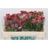 Ranunculus Magical Cinnamon