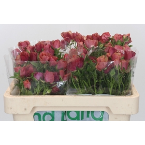 Ranunculus Magical Cinnamon