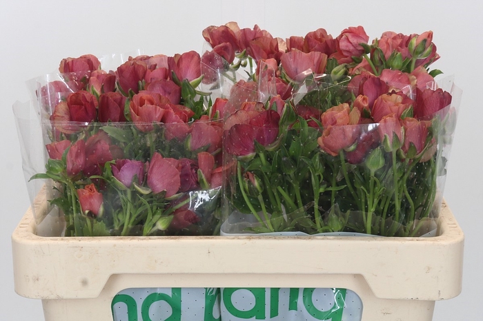 <h4>Ranunculus Magical Cinnamon</h4>