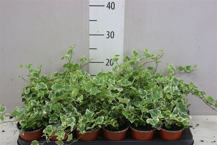 <h4>Hedera He White Wonder</h4>