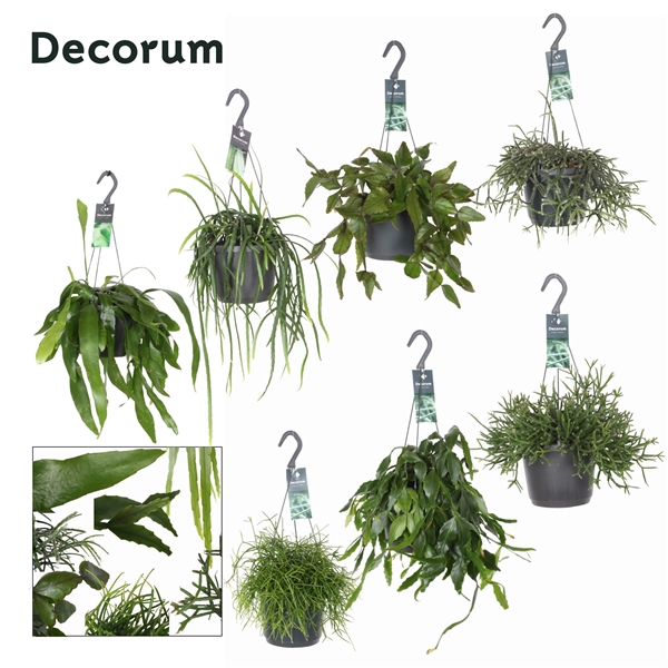 <h4>Rhipsalis gemengd</h4>