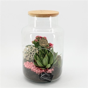 ESCR-2505RZ Essentials terrarium