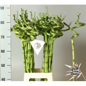 DRAC S LUCKY BAMBOO