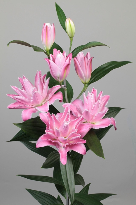 Li Or Du Concorde 5+