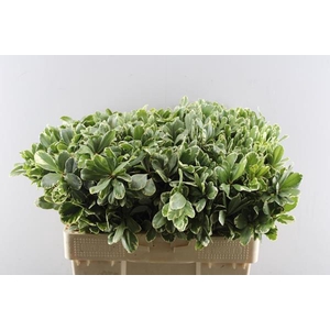 Deco Gr Pittosporum Ilan(55cm)