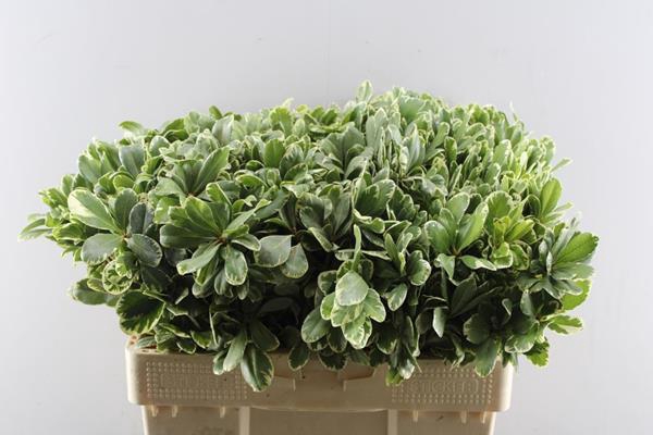 <h4>Deco Gr Pittosporum Ilan(55cm)</h4>