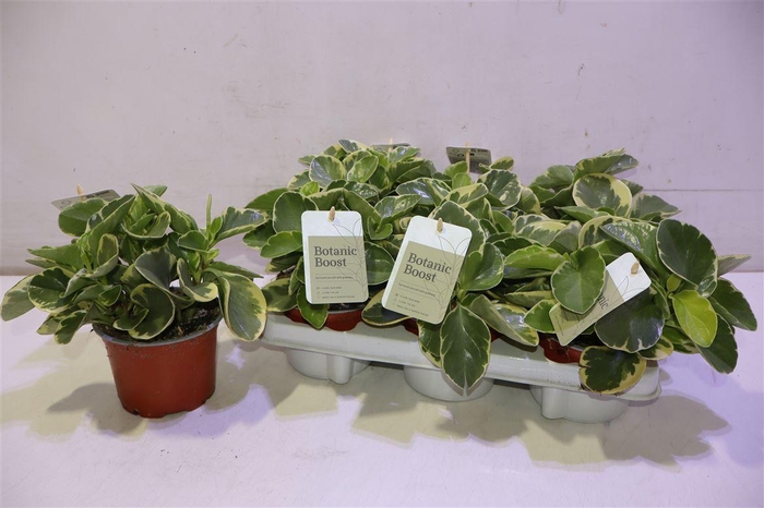 <h4>Pep Obt Variegata</h4>