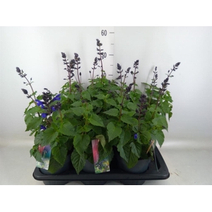 Salvia  'Salgoon Lake Blueberry'