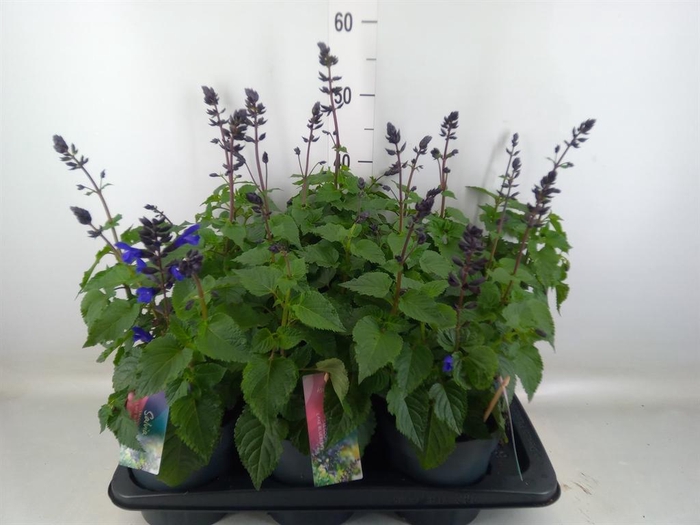 <h4>Salvia 'Salgoon Lake Blueberry'</h4>