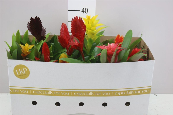 <h4>Bromelia Gemengd</h4>