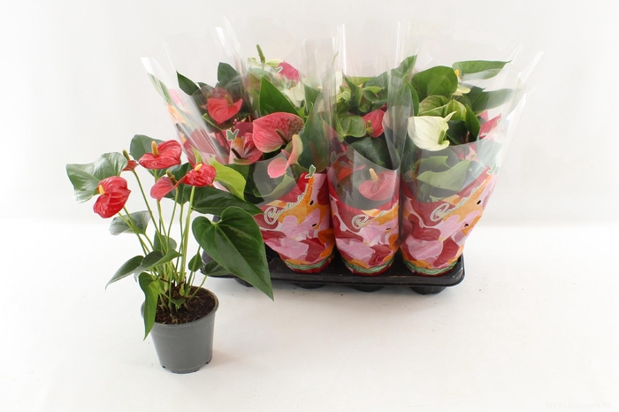 <h4>ANTHU AN GEM 4 KL</h4>