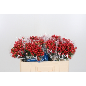 Hyp Coco Rio Rood