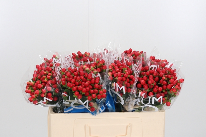 <h4>Hyp Coco Rio Rood</h4>