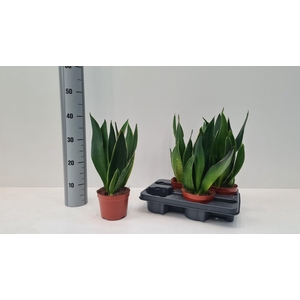 SANSEV TRIFASCIA  OV