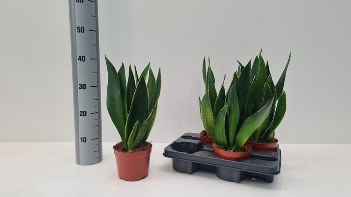 <h4>SANSEV TRIFASCIA  OV</h4>