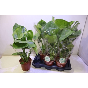 arr8 Monstera Deliciosa