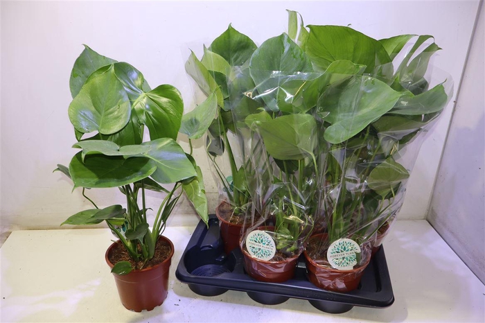 <h4>arr8 Monstera Deliciosa</h4>