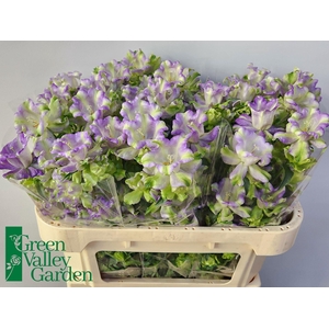 CAMPANULA MEDIUM 'EVERGR BLUE'