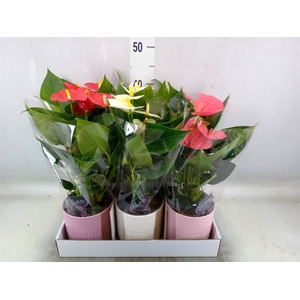Anthurium andr.   ...mix  3