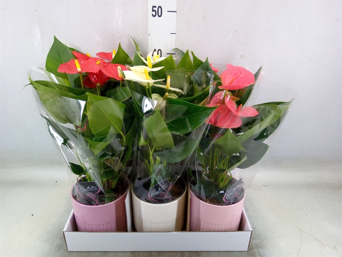 <h4>Anthurium andr.   ...mix  3</h4>