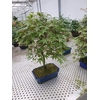 Acer palmatum Deshojo