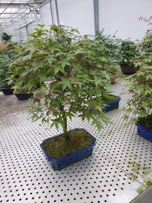 Acer palmatum Deshojo