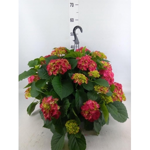 Hydrangea mac. 'Hi Fire'