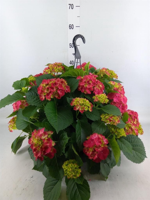 <h4>Hydrangea mac. 'Hi Fire'</h4>