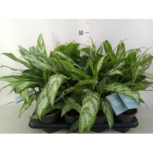 Aglaonema comm. 'Silver Queen'