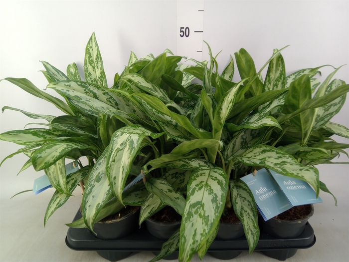 <h4>Aglaonema comm. 'Silver Queen'</h4>