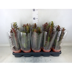 Euphorbia trigona 'Rubra'