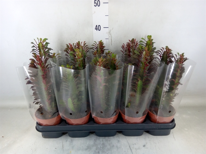 <h4>Euphorbia trigona 'Rubra'</h4>