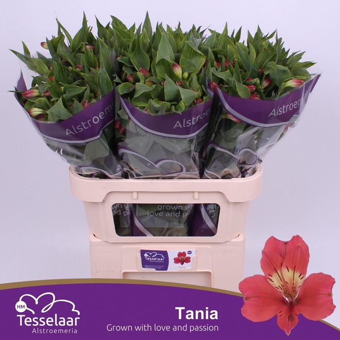 <h4>ALSTR TANIA L</h4>