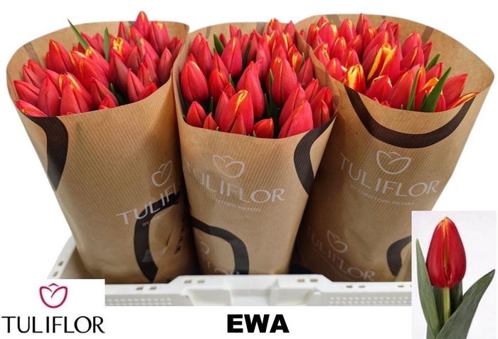 <h4>TU EN DENMARK</h4>