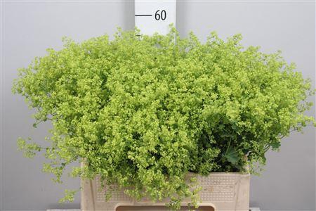 <h4>Alchemilla mollis 'Robustica'</h4>