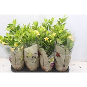 DIPLADENIA PICOLI GOLD P14