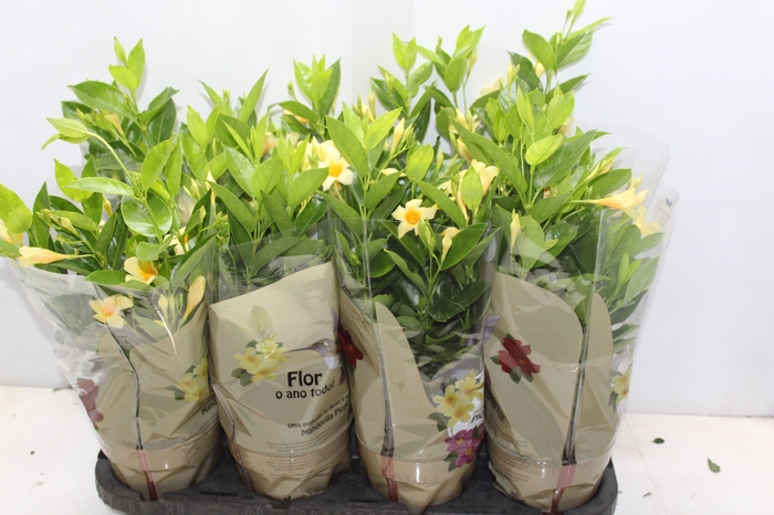 <h4>DIPLADENIA PICOLI GOLD P14</h4>