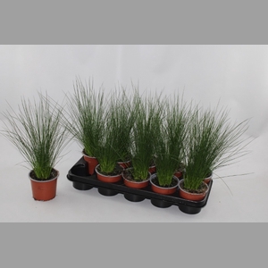 JUNCUS PENC GRASS