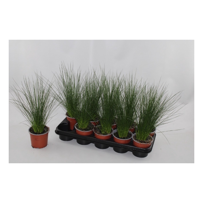 <h4>JUNCUS PENC GRASS</h4>