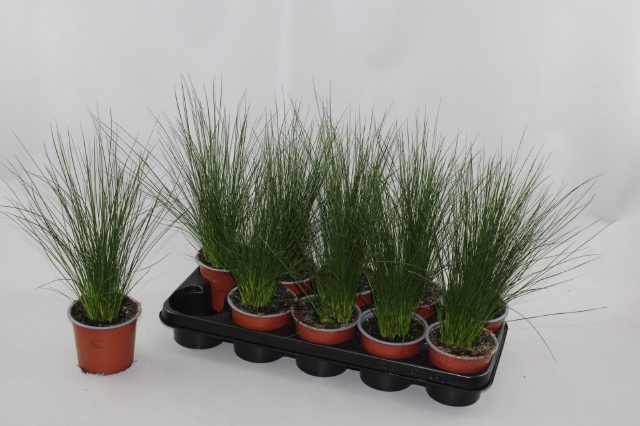 <h4>JUNCUS PENC GRASS</h4>