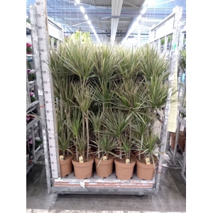 Dracaena marg. 'Bicolor'
