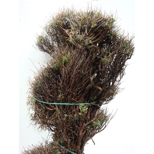 EUPHORBIA SPINOSA MEDIUM 1KG