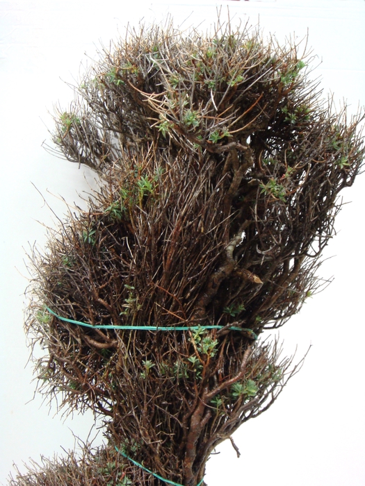 <h4>EUPHORBIA SPINOSA MEDIUM 1KG</h4>