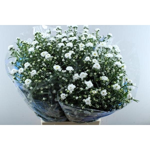 Aster Cassy(dubbel Wit)80/45