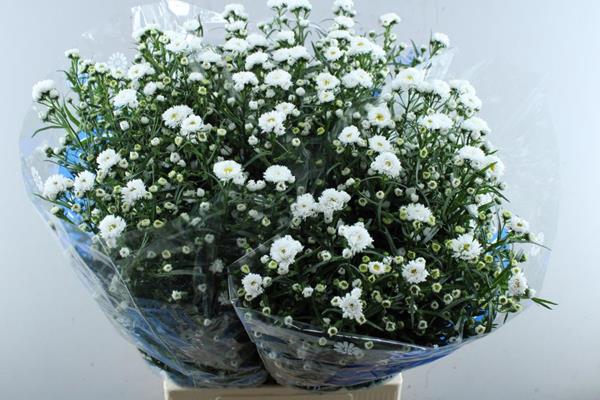 <h4>Aster Cassy(dubbel Wit)80/45</h4>