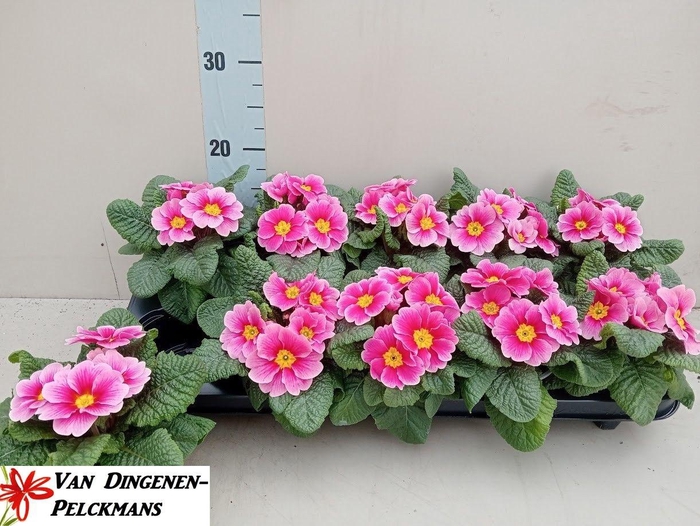 <h4>PRIM AC APFELB REVOL</h4>